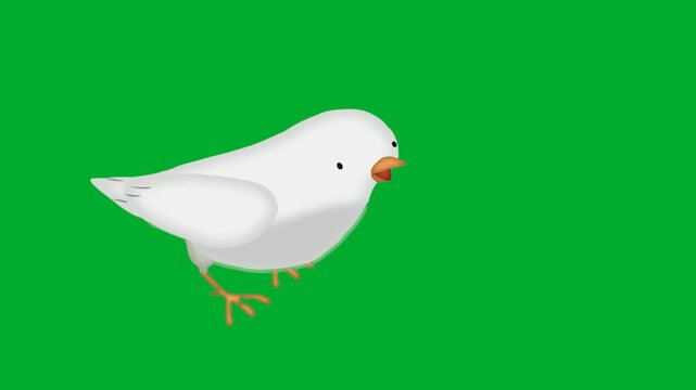 2d animation White pigeon standing calmly in full body profile view animation on green screen. Minimal cartoon illustration of a peaceful dove bird representing liberty, harmony, pure nature