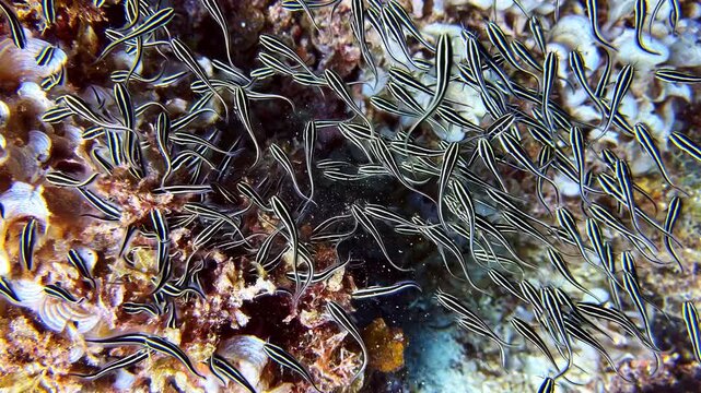 Large school of juvenile striped eel catfish swimming over a coral reef in Philippines