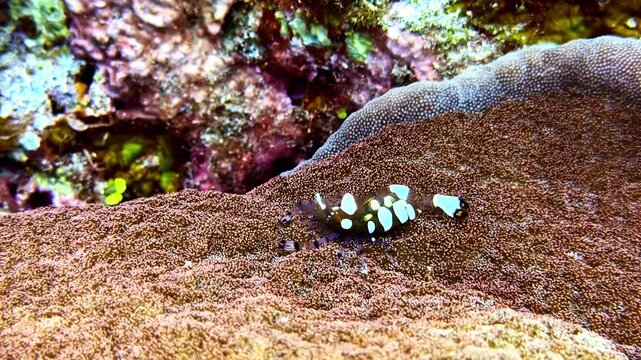 Small harlequin shrimp with distinctive patterns moving across the textured surface of a coral
