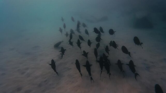 Black Fishes Moving Together Over The Sand In The Deep Ocean 