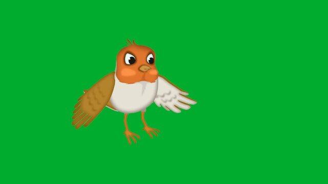 2d animation Robin bird flying forward actively with widespread white feathers wings animation on green screen. Cute little orange songbird sparrow character soaring midair gracefully in sky