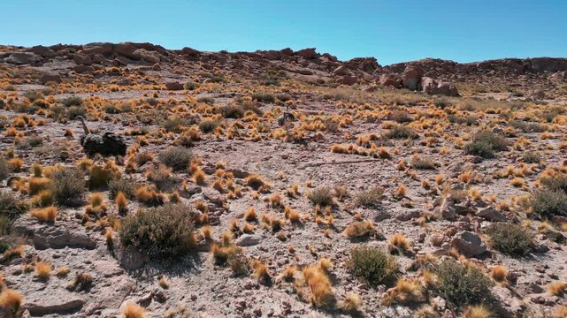 Close tracking shot of a suri rhea sprinting across rocky arid desert hillside with golden shrubs and dramatic red rock formations under clear blue sky