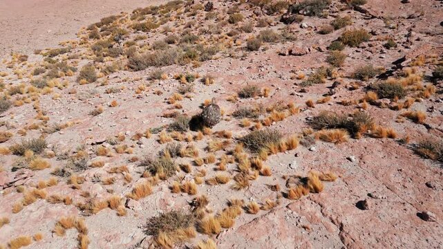 Tracking shot of a wild suri rhea walking across rocky arid desert terrain with sparse shrubs in the altiplano a rare flightless bird of South America