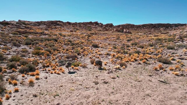 Low tracking shot following a suri rhea running across rocky arid hillside covered in golden desert shrubs below dramatic red rock formations and blue sky