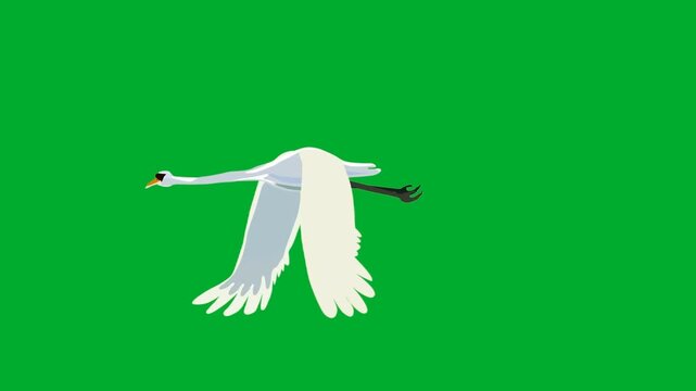 2d animation Crane bird flying forward with spreading wide wings in full frontal view frame animation on green screen. Beautiful white heron stork or egret soaring midair gracefully animation