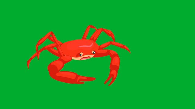 2d animation Crab sea animal cartoon character posing proudly with big claws in full frontal view animation on green screen. Red marine shellfish insect crustacean bug mascot smiling pleasantly on a 