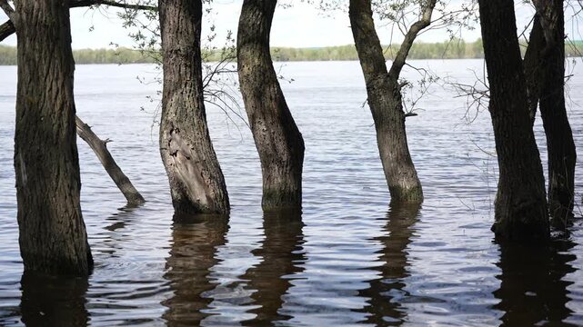 Ancient trees patiently endure the high spring waters, their rough trunks rising from the serene river. Sunlight dances on the water, creating captivating reflections of the woodland. 