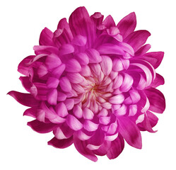 Fototapeta premium Flower chrysanthemum . Flower on isolated background. No shadows with clipping path. Close-up. Transparent background 