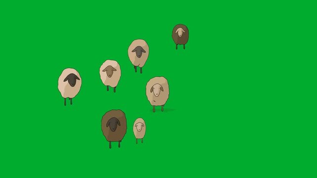 2d animated Flock of sheep grazing together on a animation on green screen. Ideal for professional video editors, content creators, stock footage libraries, high quality projects, seamless overlay