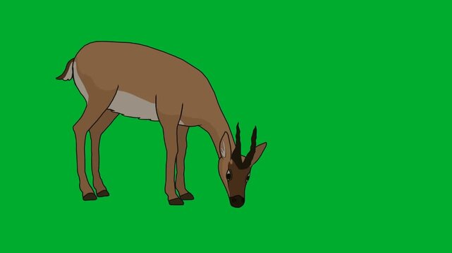 2d animated Deer grazing calmly with head down on a background animation on green screen. Ideal for professional video editors, content creators, stock footage libraries, high quality projects,