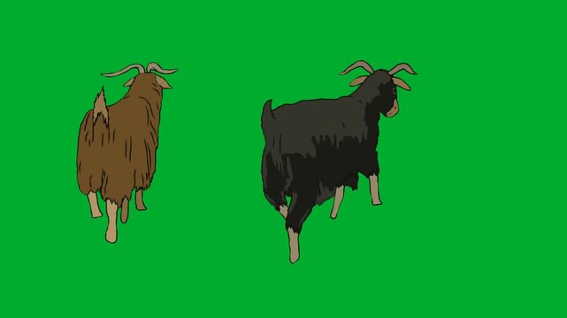 2d animated Two goats standing together side by side on animation on green screen. Ideal for professional video editors, content creators, stock footage libraries, high quality projects, seamless