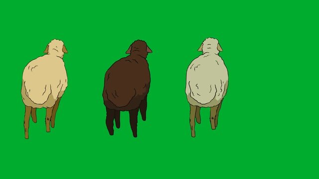 2d animated Three sheep walking away viewed from behind on animation on green screen. Ideal for professional video editors, content creators, stock footage libraries, high quality projects, seamless