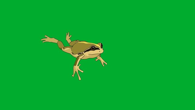 2d animated Green frog jumping horizontally mid air on animation on green screen. Ideal for professional video editors, content creators, stock footage libraries, high quality projects, seamless