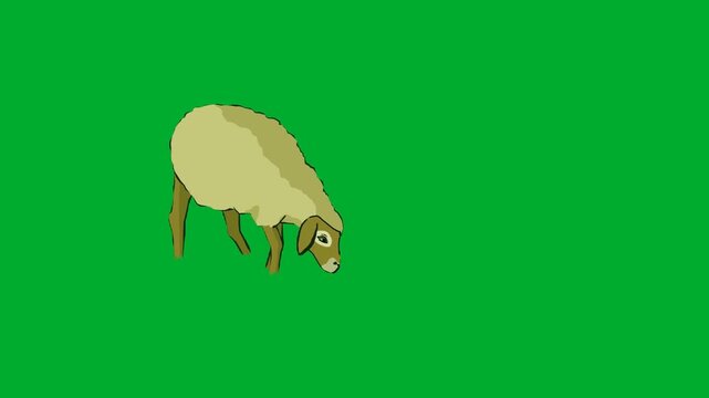 2d animated Ewe sheep grazing with head completely down on animation on green screen. This highquality stock footage asset is perfectly optimized for professional video editors, creative content