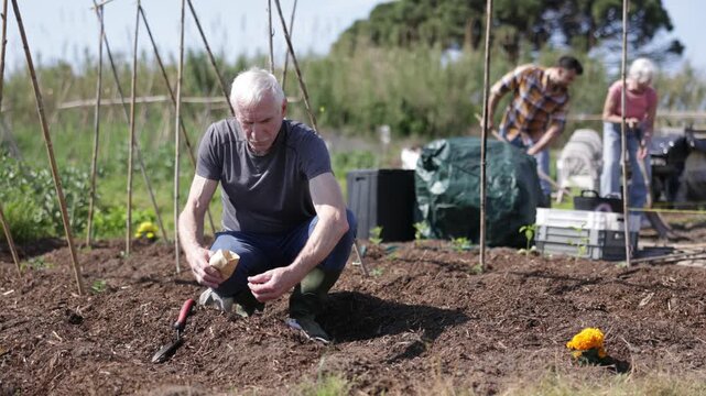 Elderly male farmer carefully placing seeds into soil rows during planting season outdoors on agricultural field