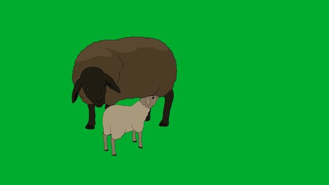 2d animated Dark black sheep standing with a small white lamb next to it animation on green screen. This highquality stock footage asset is perfectly optimized for professional video editors,