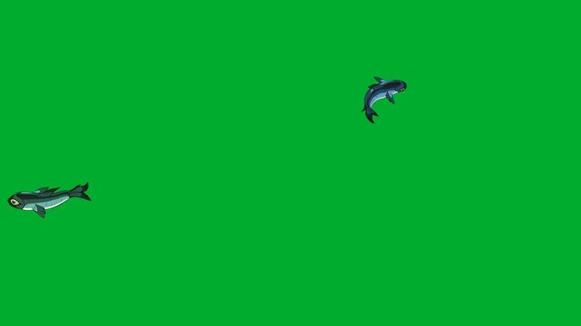 2d animated Two dark fish swimming together smoothly on a chromakey backdrop environment animation on green screen. This unique stock footage clip is highly optimized for expert multimedia content