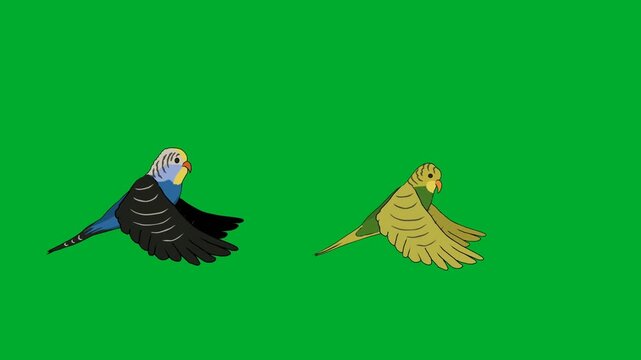 2d animated Two colorful parrots flying with open wings isolated on a chromakey background animation on green screen. Perfect stock footage asset choice for professional filmmakers, broadcast media