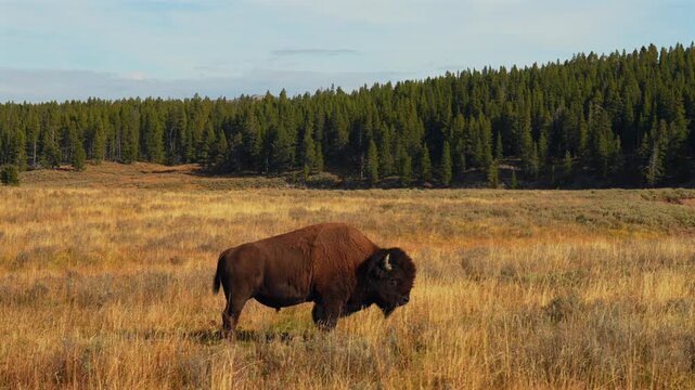 Wild buffalo American Bison wildlife of Yellowstone National Park Wyoming Mid Geyser Basin afternoon landscape fall autumn October season nature solo animal grazing in tall grass dense forest pan