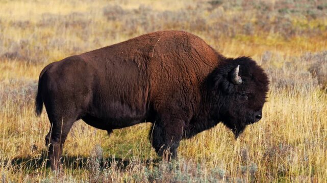 Close up Wild buffalo American Bison wildlife of Yellowstone National Park Wyoming Mid Geyser Basin afternoon nature landscape fall autumn October season solo animal herd valley tall yellow grass