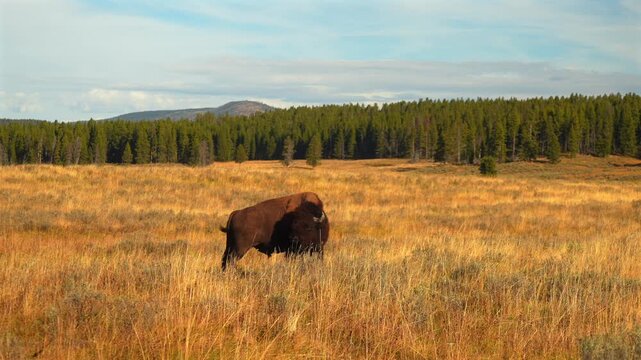 Roaming Wild buffalo American Bison wildlife of Yellowstone National Park Wyoming Mid Geyser Basin afternoon nature landscape fall autumn October season animal scratching in tall grass valley static
