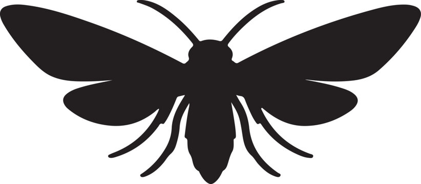 black and white butterfly