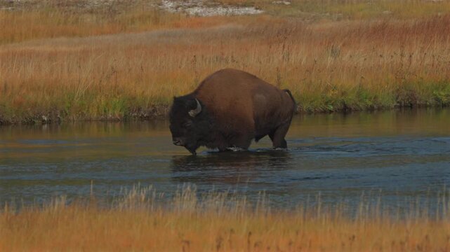 Wild Buffalo American Bison walking in Madison Yellowstone Firehole River Yellowstone National Park Mid Geyser Basin Wyoming Fall Autumn landscape sunny morning Biscuit Basin thermal hot springs pan