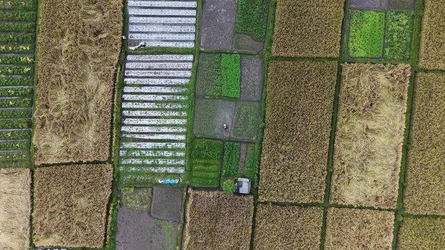 Aerial Top Down View of Subak Rice Fields and Agricultural Plots in Bali