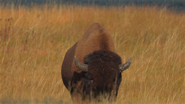 Head on facing Wild Buffalo American Bison tall yellow grass Firehole River Yellowstone National Park Mid Geyser Basin Wyoming Fall Autumn landscape sunny morning Biscuit Basin valley Firehole river