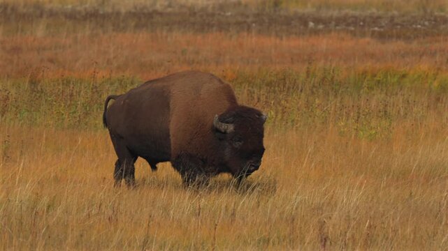 Grazing walking Wild Buffalo American Bison tall yellow grass Firehole River Yellowstone National Park Mid Geyser Basin Wyoming Fall Autumn landscape sunny morning Biscuit Basin valley pan follow