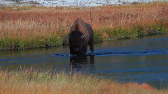 Fountain Flat Drive American Bison Wild Buffalo crossing Firehole River Yellowstone National Park Wyoming Fall Autumn scenic nature landscape sunny morning Biscuit Basin Mid Geyser Basin pan follow