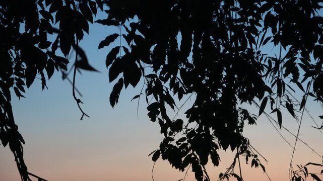 Nostalgic Twilight Sky with Silhouetted Leaves Swaying in the Wind
