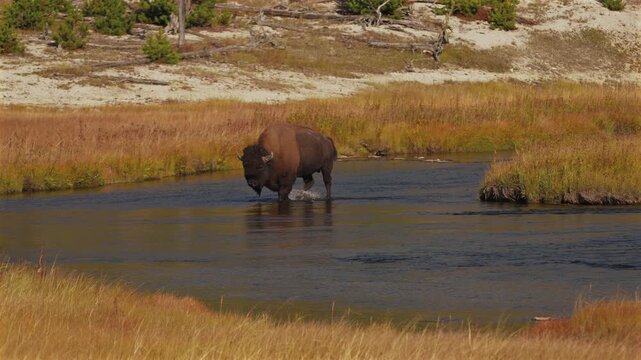 Wild Buffalo American Bison crossing water Madison Firehole River Fountain Flat Drive Yellowstone National Park Wyoming Fall Autumn scenic nature landscape sunny morning Biscuit Basin Mid Geyser Basin