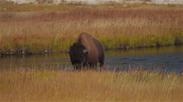 Wild Buffalo walking out Madison Firehole River American Bison Yellowstone National Park Wyoming Fall Autumn scenic nature landscape sunny morning Biscuit Basin Mid Geyser Basin tall grass pan follow