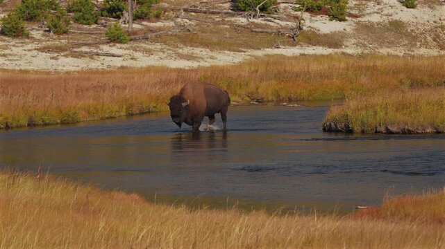Wild Buffalo American Bison crossing deep water Madison Firehole River Yellowstone National Park Wyoming Fall Autumn nature landscape sunny morning Fountain Flat Drive Biscuit Basin Mid Geyser Basin