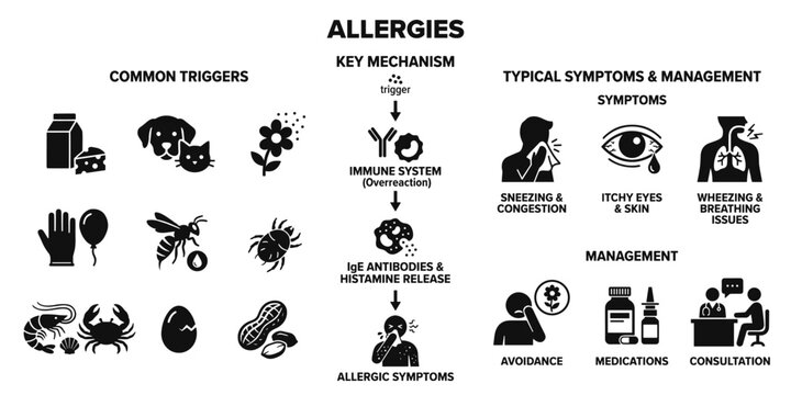 Allergy infographic showing common triggers, immune system reactions, symptoms like sneezing and skin irritation, and management strategies