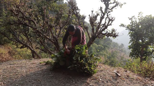 Raw video footage of a rural Indian woman tying a bundle of green fodder outdoors in Uttarakhand India to keep it secure while carrying through the countryside.