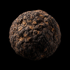 Fototapeta premium Fresh summer truffles isolated on black background with clipping path, great for culinary and gourmet themes