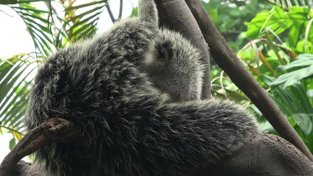 Wildlife footage of a binturong moving along a tree branch in a zoo environment. The arboreal Asian bearcat climbs carefully through tropical vegetation.
