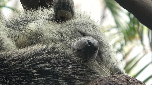 Intimate 4K close-up of a sleeping binturong's face, showing its closed eyes, soft grey fur, and relaxed snout resting on wood.

