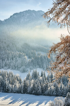 Snow-covered alpine forest and misty mountain morning with frosted branches and soft sunlight