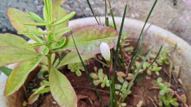 closeup video of fairy lily, rainflower, zephyr lily, magic lily, zephyranthes in house balcony pot