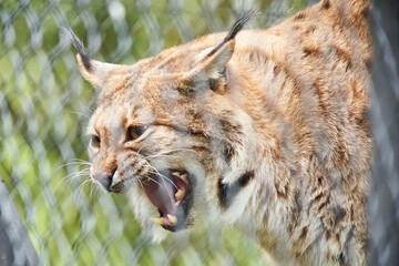 Growling lynx bares teeth behind chain-link fence at a zoo wildlife enclosure, close-up portrait © Tobias