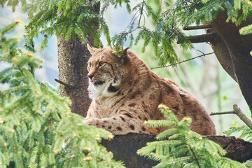 Eurasian lynx resting on a tree platform among dense evergreen branches in a misty forest © Tobias