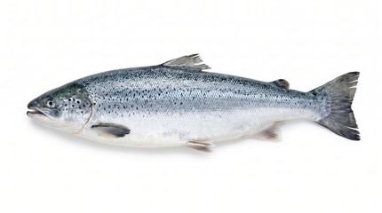 Obraz premium Fresh whole atlantic salmon on white background for culinary use