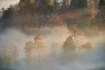 Misty autumn forest at sunrise with fog drifting through tall trees on a quiet hillside © Tobias