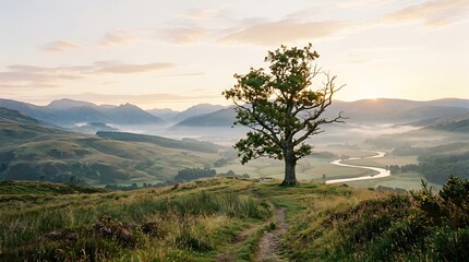 Fototapeta premium Lone Oak Tree on Grassy Hilltop Overlooking Misty Valley at Sunrise