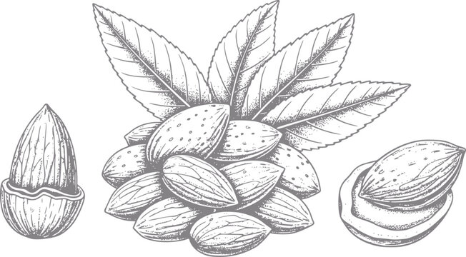 Vintage of almonds with leaves and shells