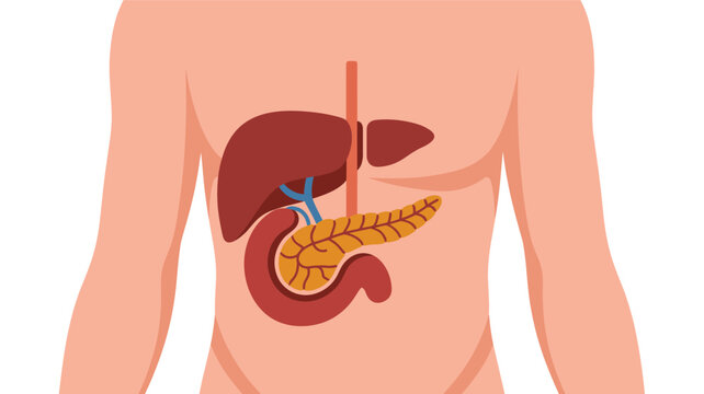 Anatomical illustration of the human liver, pancreas, and duodenum showing internal structures and bile ducts on a body silhouette.