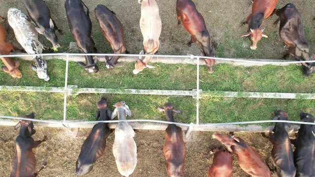 Catlle are in farm drone view